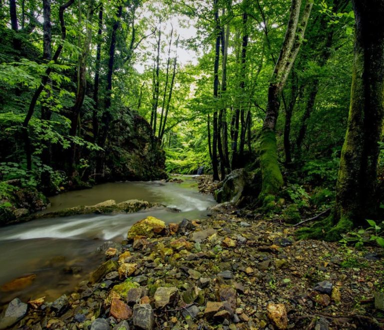 Yalova City Forest