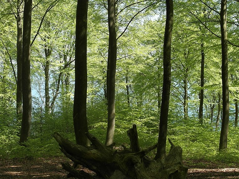 Marselisborg Forests